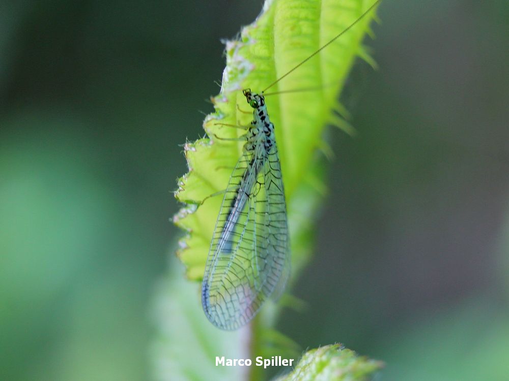 Chrysopa perla